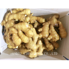 2015 Good Quality Fresh Ginger 250g and up